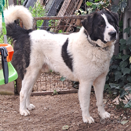 Disponibile per monta ch italiano