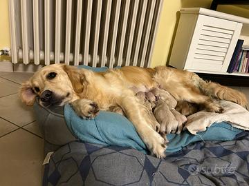 Golden Retriever - Allevamento a Imola
