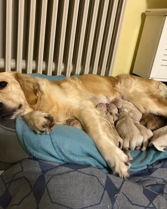 Golden Retriever - Allevamento a Imola