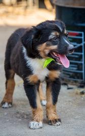 cuccioli maschi due mesi 