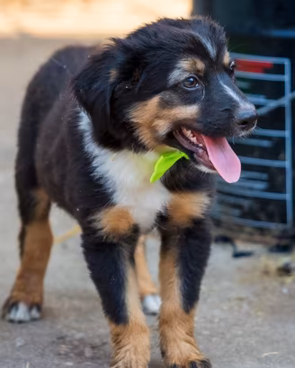 cuccioli maschi due mesi 
