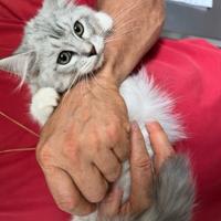 Cucciolo GATTO SIBERIANO no allergia PEDIGREE