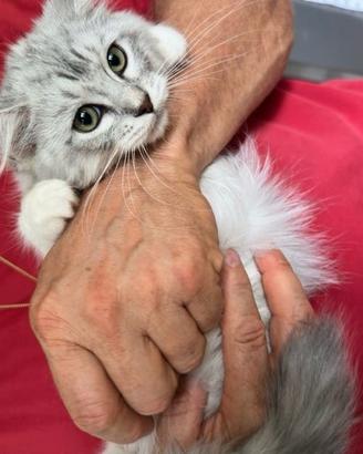 Cucciolo GATTO SIBERIANO no allergia PEDIGREE