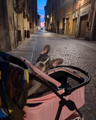 Cucciola bulldog francese esotica