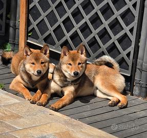 Shiba