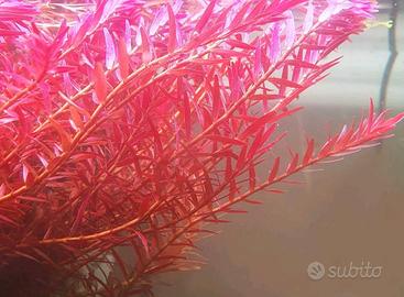 rotala red