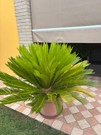 Piante di Cycas adulte
