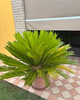 Piante di Cycas adulte