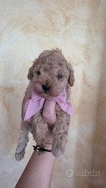 barboncina toy con pedigree