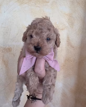 barboncina toy con pedigree