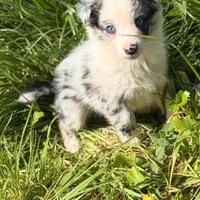 Cucciola border collie BLUE MERLIE FEMMINA