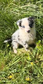 Cucciola border collie BLUE MERLIE FEMMINA