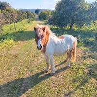 Pony pezzato 90 cm