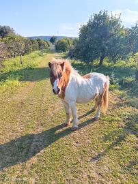 Pony pezzato 90 cm