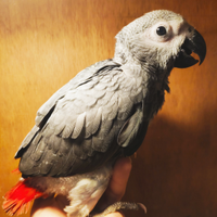 Pullo di Cenerino coda rossa Allevato a Mano