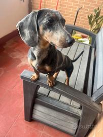 Bassottino Arlecchino merle