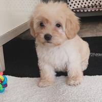 Cuccioli Maltipoo