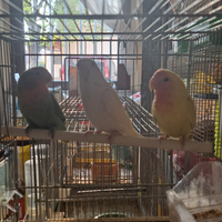 Inseparabili allevati a mano