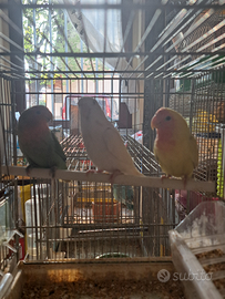 Inseparabili allevati a mano