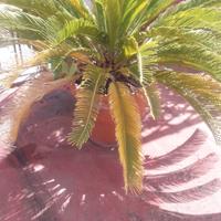 cycas