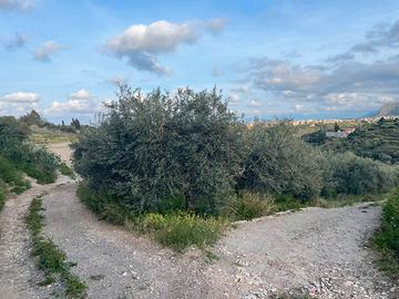 Terreno agricolo uliveto CASTELDACCIA