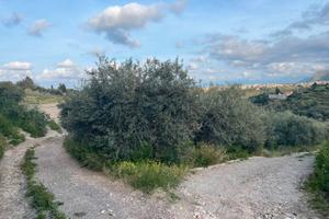 Terreno agricolo uliveto CASTELDACCIA