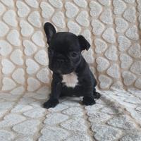 Cuccioli bouledogue francese