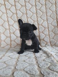 Cuccioli bouledogue francese