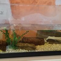 Vasca acquario per pesci /tartarughe