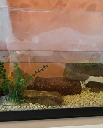 Vasca acquario per pesci /tartarughe