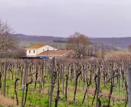 Vigneto con casolare