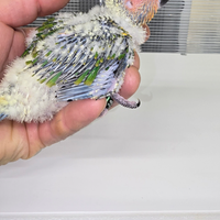 Conuri del sole allevati a mano