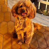 Barboncino Toy x Monta - Albicocca