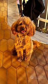 Barboncino Toy x Monta - Albicocca