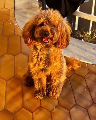 Barboncino Toy x Monta - Albicocca