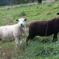 Pecore incroci texel e Bluefaced Leicester