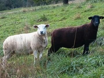 Pecore incroci texel e Bluefaced Leicester