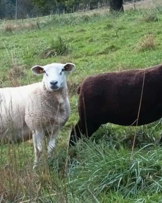 Pecore incroci texel e Bluefaced Leicester