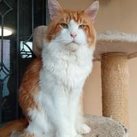 Maine coon per accoppiamento