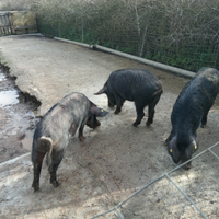 Scrofe razza Sarda certificate