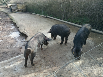 Scrofe razza Sarda certificate