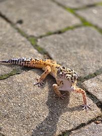 Geco Leopardino