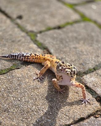 Geco Leopardino