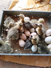 Cuccioli di oca