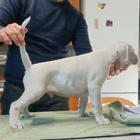 Cucciole di Boxer Bianco femmine
