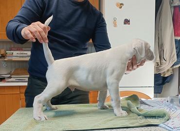 Cucciole di Boxer Bianco femmine