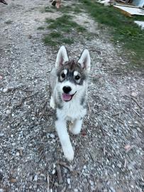 Cucciolo siberian husky maschio
