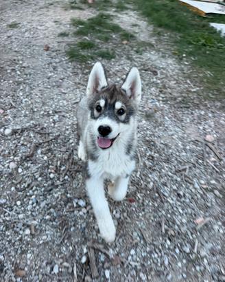 Cucciolo siberian husky maschio