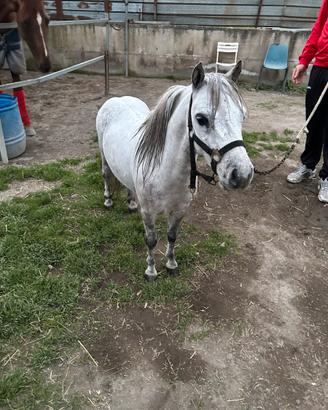Miny pony falabella maschio
