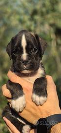 Cuccioli boxer